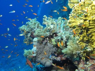 Duikvakantie Rode Zee, Egypte