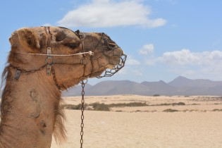 Kameel rijden in Egypte