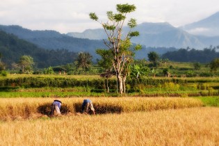 Rijstvelden op Bali